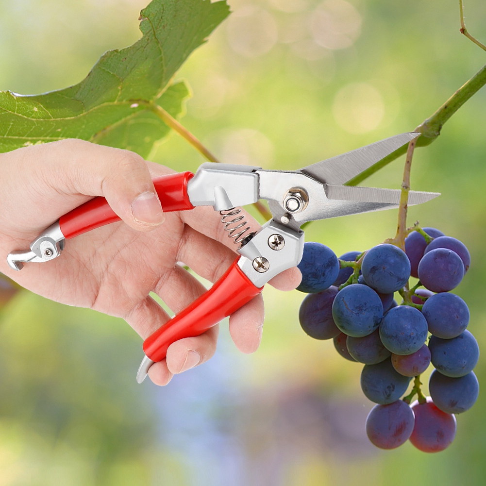 Bitki Budama Makası Düz ​​Buda - Pruning Shears incelemesi ve fiyatı